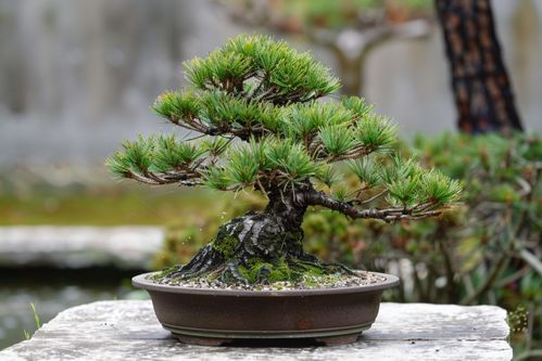 松树造型，从浇水施肥开始