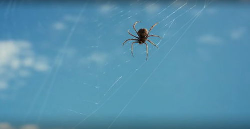 蜘蛛遇毒后多久见阎王？