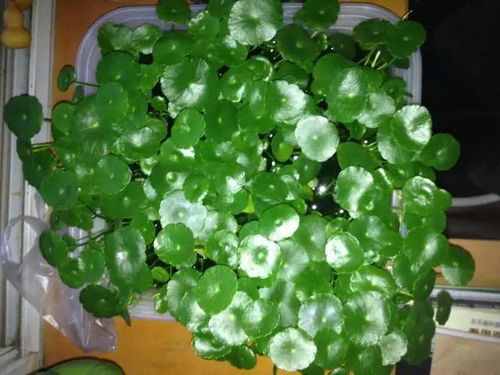 夏天养殖铜钱草需要注意哪些事项？有哪些夏季养护小妙招可以分享