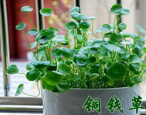 店内招财植物摆放注意事项：