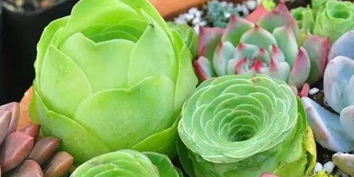 多肉植物如何科学种植和养护才能使其生长旺盛