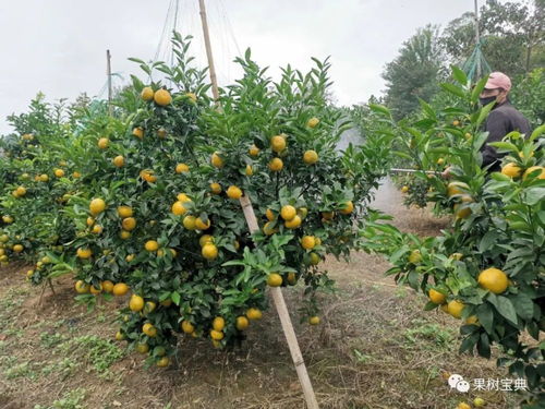 果树促控剂与宇花灵