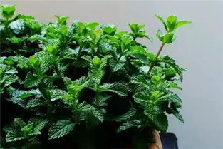 “花卉施肥秘籍：胡椒木专用肥，养出爆红绿植！”