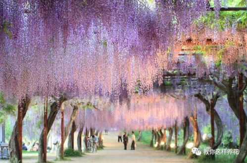 紫藤树种植，梦幻仙境！