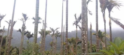 冬季槟榔树干黑病防治与养护技巧