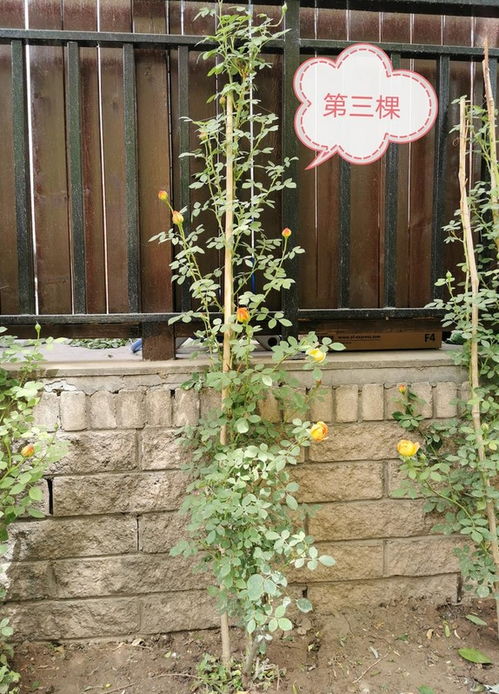 一、 藤本月季小苗（牙签苗）