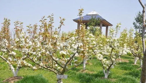 绿化工程项目：注重控制和平安管理