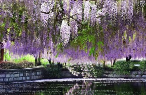 种植地点