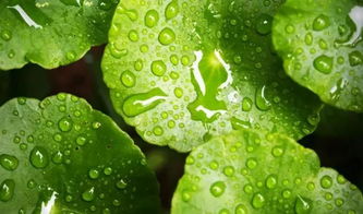 桑叶农药，如何辨别