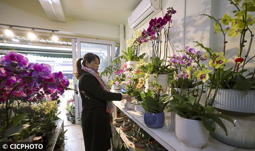 湖南适合种植的花卉