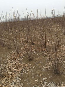 杨树的种植成本解析