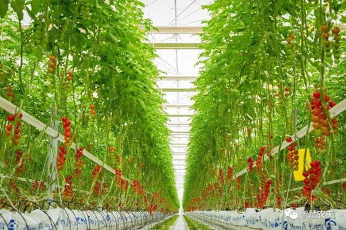 金弹子种植需要注意哪些细节，才能打造一个成功的金弹子园呢