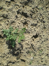 宁夏中部干旱带的种植关键