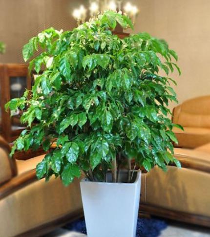 幸福树落叶的处理方法探讨