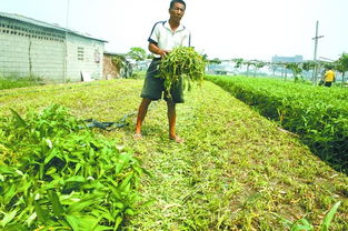 一瓶农药Zui多Neng打多少亩田？亩数有限制吗？