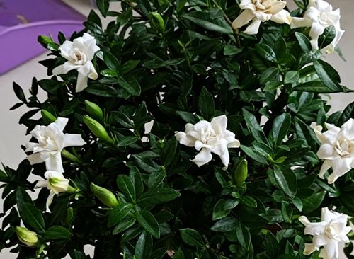 栀子花为何会黄叶？