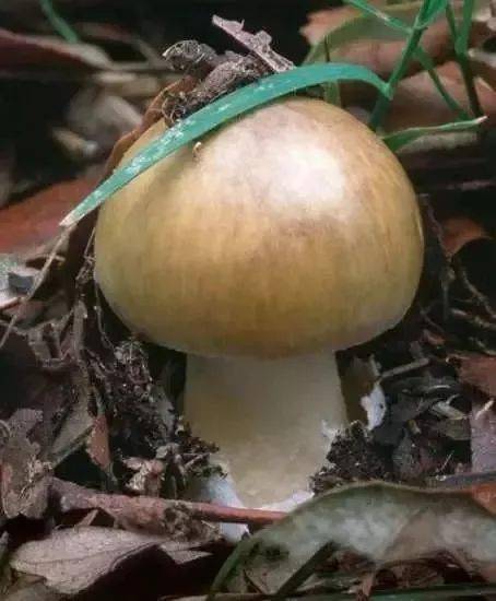 蘑菇种植技术哪家强？专家教你挑选优质菌种
