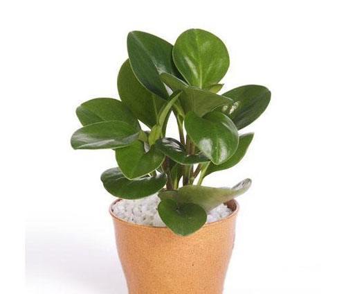 榕树养护小技巧：大棵细叶榕在家养咋样才嫩茂盛又健康？