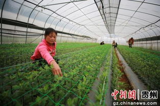 网购苗木，省钱还是上当？