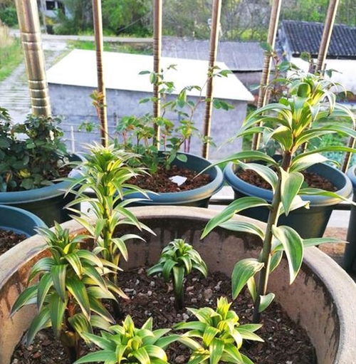 想种百合花却不会种？手把手教你百合球种植方法