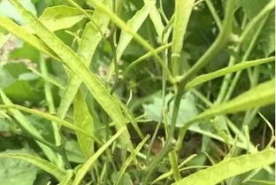 草甘膦：那个能杀大树的神奇东西