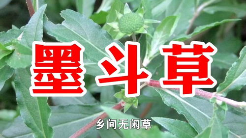 哎呀， 这农药名字可真多，我dou数不过来了