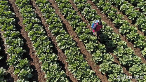 农药使用，讲究方法