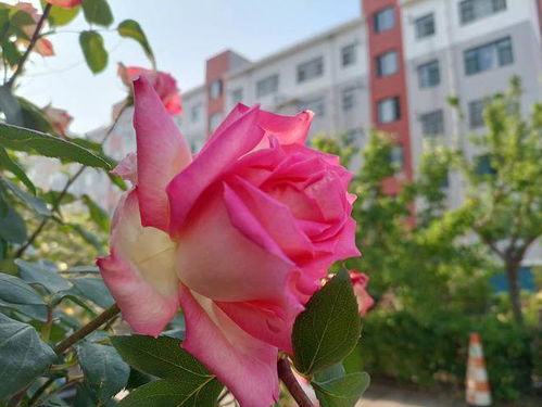 月季皇后四季常开