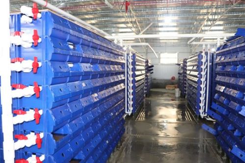 创新养殖管理模式，打造高效保育舍