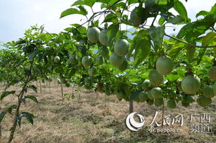 金钻养殖， 你需要知道这些