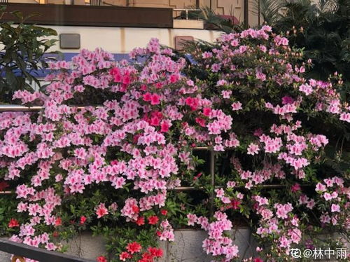 杜鹃花， 那红红火火的精灵