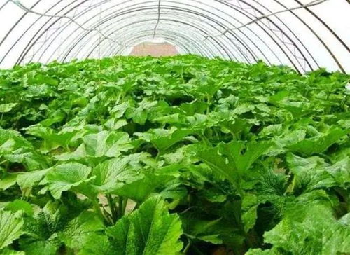 下雨天种植，这些蔬菜美美哒嗯！