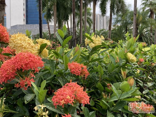 市政工程花苗种植，你了解多少？