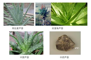 芦荟这种神奇草本植物，究竟属于哪个植物分类