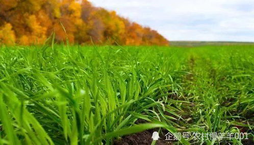 壳寡糖修饰的农药， 对抗干旱