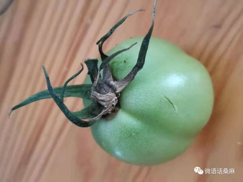 用了绿妃，效果咋样？