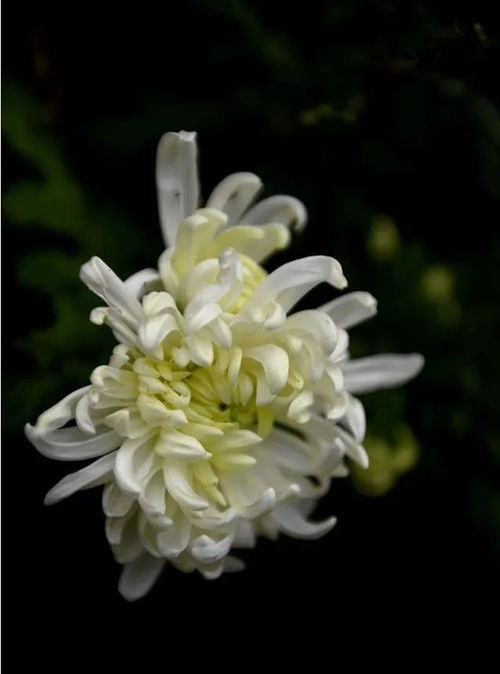 菊花花瓣层层叠叠，似云似霞