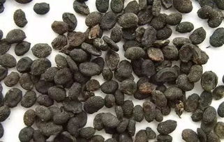 什么是补骨脂收购价差？