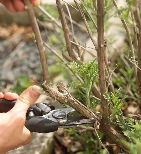 了解火棘盆景的苗源与造型