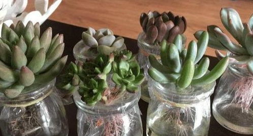 多肉水培生根，如何快速实现