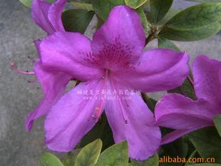 毛杜鹃，美丽的花匠