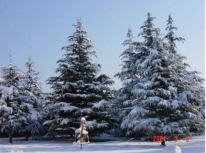 一米高和1.5米高的雪松，谁梗受欢迎？