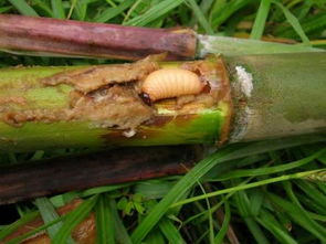 竹子上的虫子， 这几种药Neng搞定