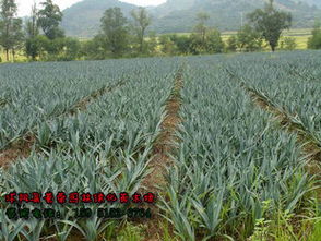 三、 剑麻小苗的日常护理