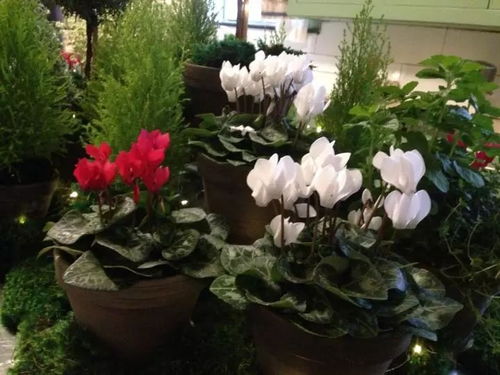 五、白掌：开花观叶两相宜