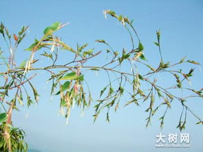 摸着良心说句实话