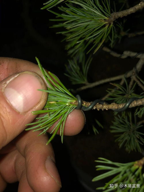 堪价先堪粒 粒粒有讲究