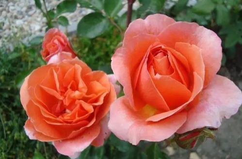 种植地区大揭秘