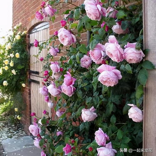 淘汰的6款藤本月季， 那些年的美好与无奈