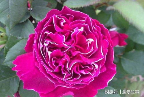 紫袍玉带的美丽身影